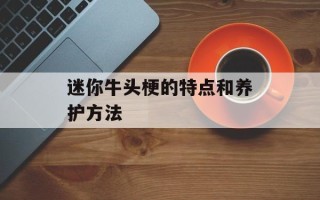 迷你牛头梗的特点和养护方法