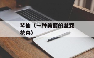 琴仙（一种美丽的盆栽花卉）
