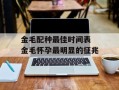 金毛配种最佳时间表 金毛怀孕最明显的征兆