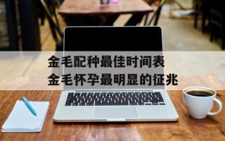 金毛配种最佳时间表 金毛怀孕最明显的征兆