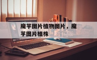 魔芋图片植物图片，魔芋图片植株