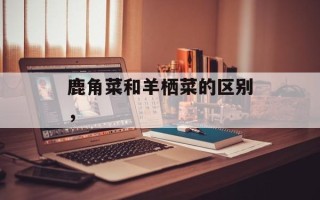 鹿角菜和羊栖菜的区别，
