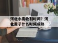 河北小麦收割时间？河北麦子什么时候成熟