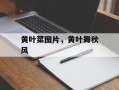 黄叶菜图片，黄叶舞秋风