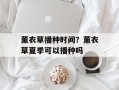 薰衣草播种时间？薰衣草夏季可以播种吗