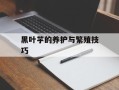 黑叶芋的养护与繁殖技巧
