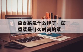 茴香菜是什么样子，茴香菜是什么时间的菜