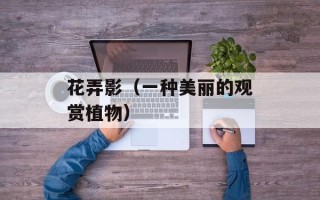 花弄影（一种美丽的观赏植物）