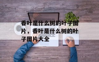 香叶是什么树的叶子图片，香叶是什么树的叶子图片大全