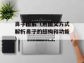 鼻子图解（用图文方式解析鼻子的结构和功能）