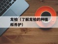 龙柏（了解龙柏的种植和养护）