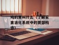 鸡的胃叫什么（了解家禽消化系统中的胃部构造）