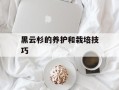 黑云杉的养护和栽培技巧