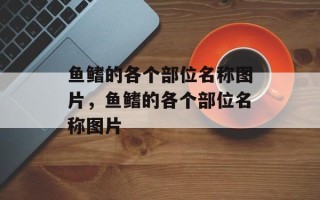鱼鳍的各个部位名称图片，鱼鳍的各个部位名称图片