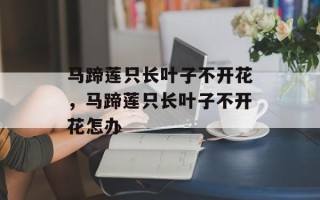 马蹄莲只长叶子不开花，马蹄莲只长叶子不开花怎办