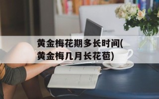 黄金梅花期多长时间(黄金梅几月长花苞)