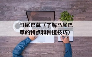 马尾巴草（了解马尾巴草的特点和种植技巧）