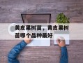 黄皮果树苗，黄皮果树苗哪个品种最好