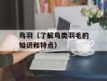 鸟羽（了解鸟类羽毛的知识和特点）