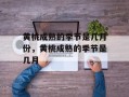 黄桃成熟的季节是几月份，黄桃成熟的季节是几月