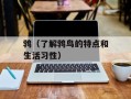 鹁（了解鹁鸟的特点和生活习性）