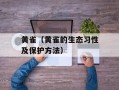 黄雀（黄雀的生态习性及保护方法）