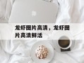 龙虾图片高清，龙虾图片高清鲜活