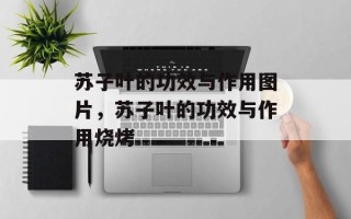 苏子叶的功效与作用图片，苏子叶的功效与作用烧烤