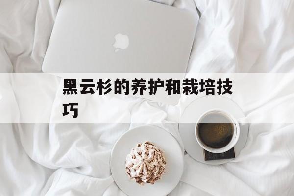 黑云杉的养护和栽培技巧-第1张图片-