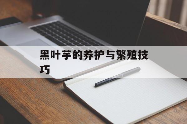 黑叶芋的养护与繁殖技巧-第1张图片-