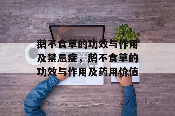 鹅不食草的功效与作用及禁忌症，鹅不食草的功效与作用及药用价值-第1张图片-