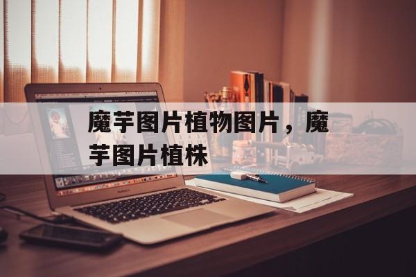 魔芋图片植物图片，魔芋图片植株-第1张图片-