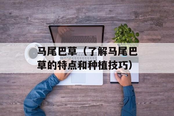 马尾巴草（了解马尾巴草的特点和种植技巧）-第1张图片-
