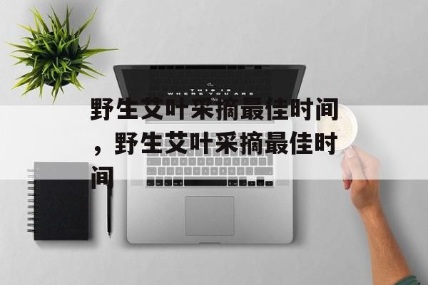 野生艾叶采摘最佳时间，野生艾叶采摘最佳时间-第1张图片-