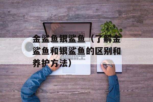 金鲨鱼银鲨鱼（了解金鲨鱼和银鲨鱼的区别和养护方法）-第1张图片-