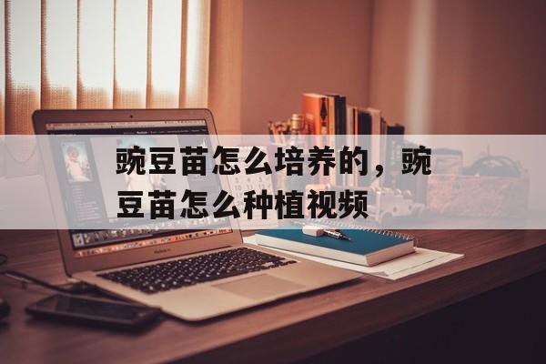 豌豆苗怎么培养的，豌豆苗怎么种植视频-第1张图片-