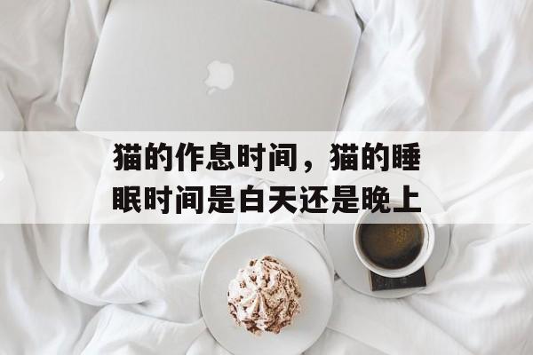猫的作息时间，猫的睡眠时间是白天还是晚上-第1张图片-