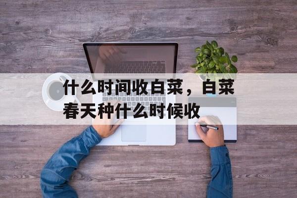 什么时间收白菜，白菜春天种什么时候收-第1张图片-